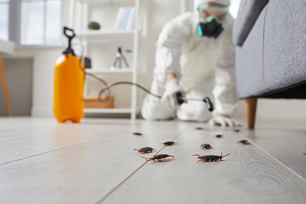 Commercial Rodent Management in East Flat Rock